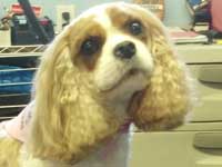 After: Cavalier King Charles Spaniel
