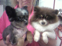 Some rescue pomeranians we groomed. We donated some of our services to Thurston County Animal Services to care for 15 of these little guys. They have all gone onto new homes now!
