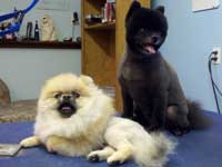 After: sable Pomeraian in a Lion cut and the black one in a Fox cut