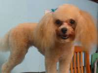 After: done in a #4 Teddy Bear trim instead of a traditional poodle cut