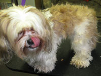 Before: female tan and white Lhasa Apso
