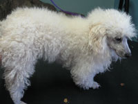 Before: female Toy Poodle