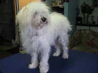Before: Poodle mix