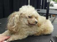 Before: Rescue Rodeo in Puyallup, little Toy poodle