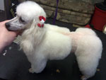 Toy Poodle in Royal Dutch