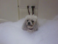 cute shot of poodle in tub