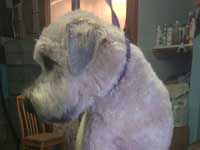 This is a Soft coated wheaten terrier NOT in a traditional cut. We love to do breeds how they are supposed to be done but this owner likes her dog in an easy to care for trim and he looks GREAT in it!!
